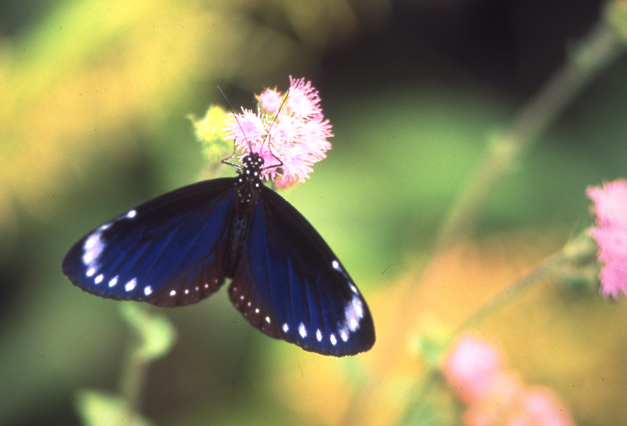 01小紫斑蝶