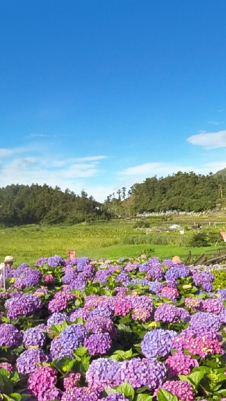 vibrant hydrangea fields in the Zhuzihu area of Yangmingshan National Park - Vertical Size