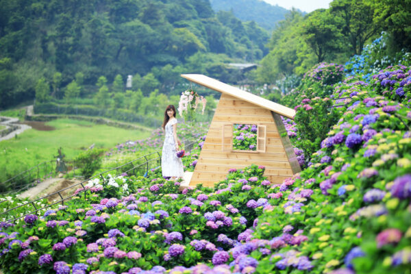 Hydrangea