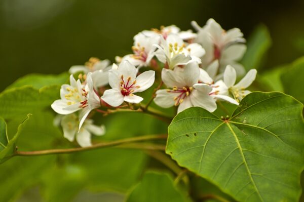 N024_Tung Flowers, Sanyi, Miaoli_L-min