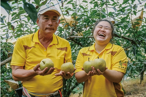 Taichung, Dongshi: Rekreasi Pertanian Petik Pir