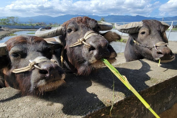 Sekolah Pertanian Niu-Tou-Si