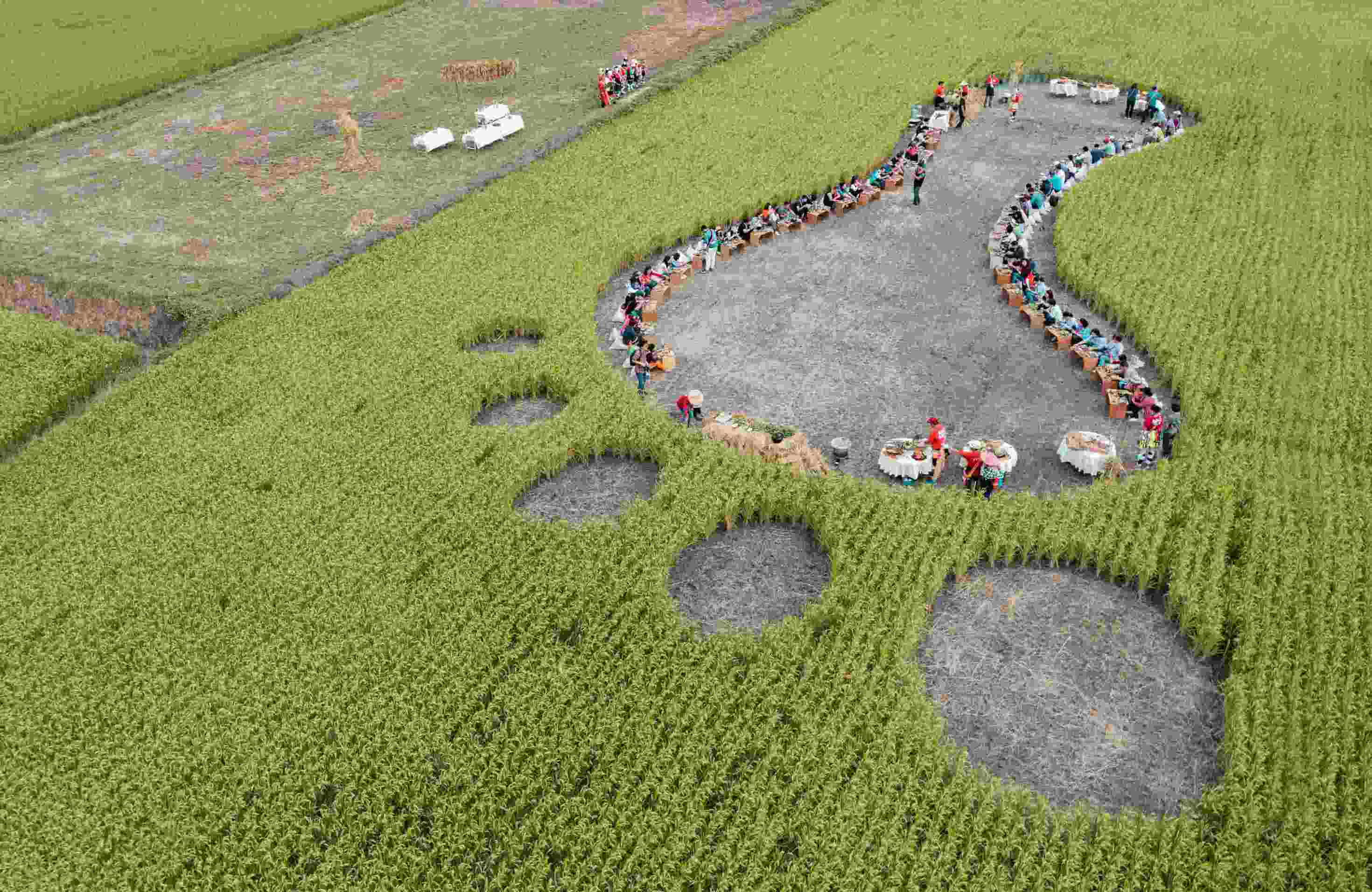 Jamuan di sawah padi dengan jejak kaki raksasa