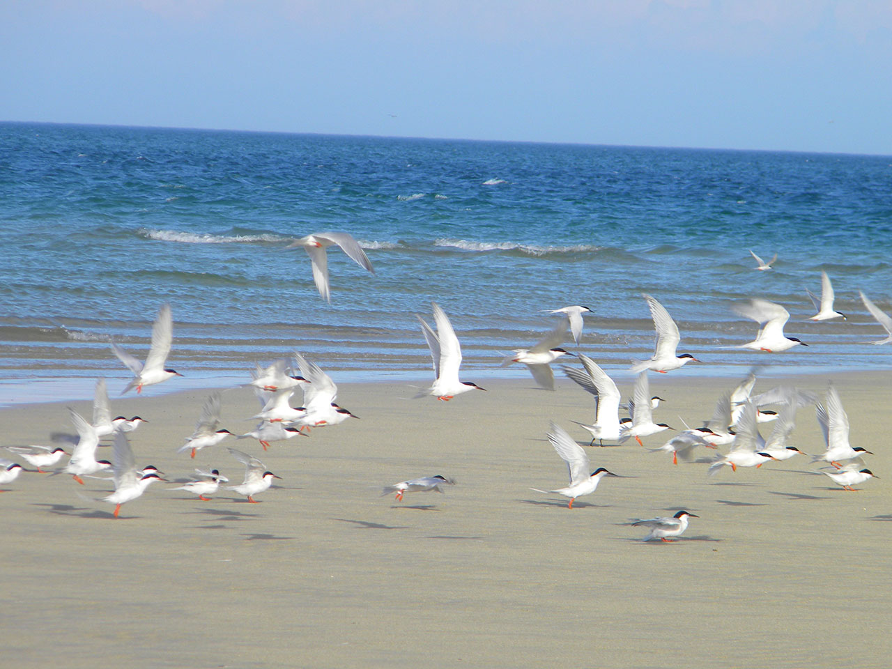 Kepulauan Laut Timur