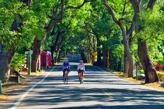 Terowongan Hijau Jiji