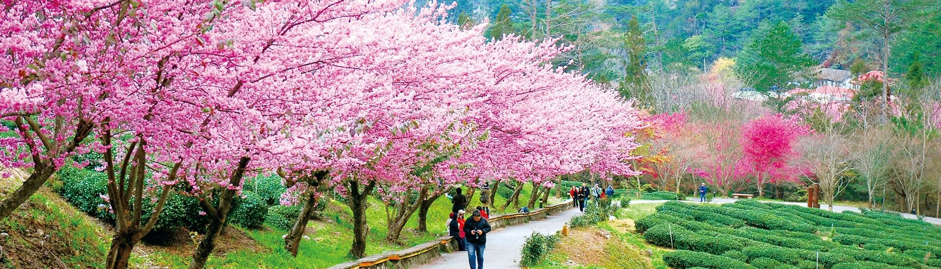 Scenic view of Taichung city park with lush greenery and modern architectural landmarks.